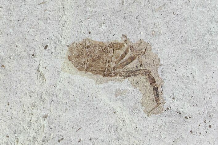 Fossil Pea Crab (Pinnixa) From California - Miocene #74469